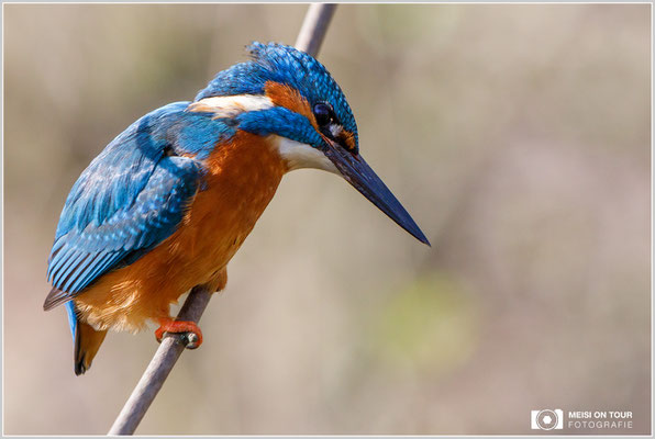 Eisvogel  |  Canon EOS-5D Mark IV, EF 300 f/2,8 L IS II USM mit Telekonverter 2x III (600 mm), ISO 2500, 1/1600s, f/8, Einbeinstativ