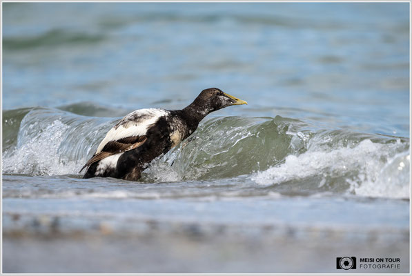 Eiderente  |  Nikon Z9, NIKKOR Z 800 mm 1:6,3 VR S, ISO 450, 1/1600s, f/6,3