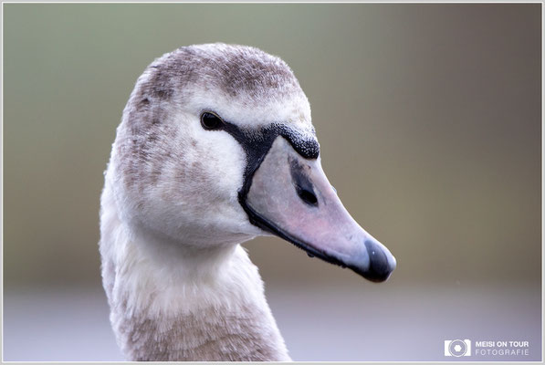 Höckerschwan Jungtier  |  Canon EOS R6, EF 300 f/2,8 L IS II USM mit Telekonverter 2x III (600 mm), ISO 1600, 1/400s, f/6,3, Freihand