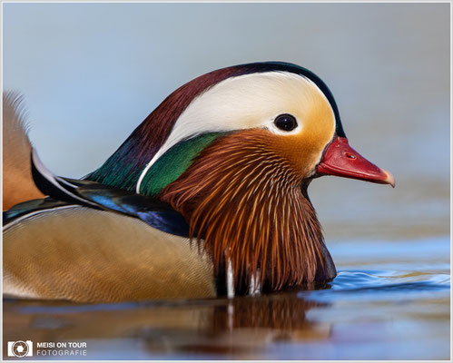 Mandarinente  |  Canon EOS R6, EF 300 f/2,8 L IS II USM mit Telekonverter 2x (600 mm), ISO 800, 1/2500s, f/7,1