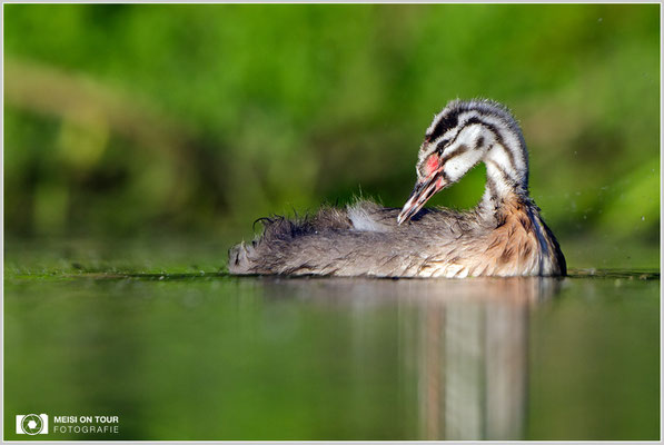Haubentaucher  |  Canon EOS-5D Mark IV, EF 300 f/2,8 L IS II USM mit Telekonverter 2x (600 mm), ISO 800, 1/2000s, f/6,3, Reissack, Winkelsucher