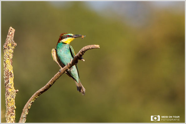 Bienenfresser  |  Canon EOS-5D Mark IV, EF 300 f/2,8 L IS II USM mit Telekonverter 2x (600 mm), ISO 800, 1/1600s, f/7,1, Einbeinstativ