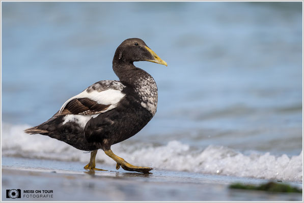 Eiderente  |  Nikon Z9, NIKKOR Z 800 mm 1:6,3 VR S, ISO 640, 1/2000s, f/6,3