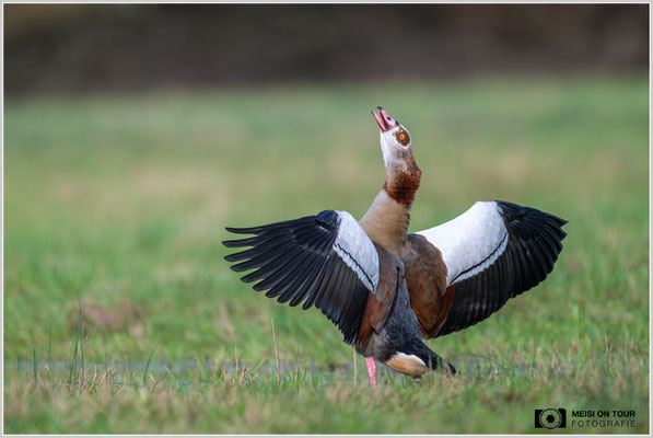 Nilgans  |  Nikon Z8, NIKKOR Z 800 mm 1:6,3 VR S mit TC 1,4 (1120 mm), ISO 800, 1/1000s, f/9
