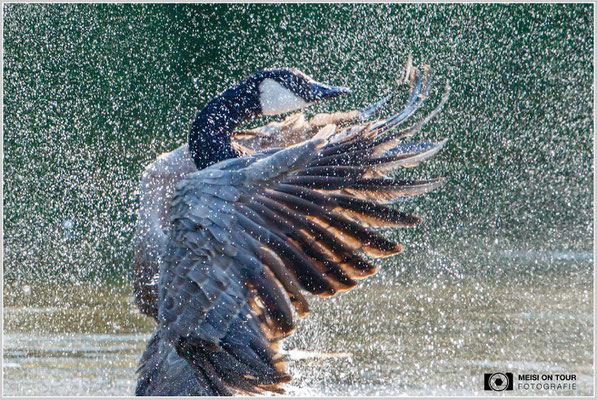 Kanadagans  |  Canon EOS-7D Mark II, EF 300 f/2,8 L IS II USM mit Telekonverter 2x (600 mm), ISO 3200, 1/1600s, f/7,1, Einbeinstativ