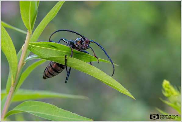 Moschusbock |  Nikon Z8, NIKKOR Z MC 105 1:2,8 VR S, ISO 5000, 1/400s, f/11