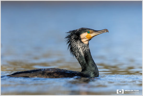 Kormoran  |  Canon EOS R6, EF 300 f/2,8 L IS II USM mit Telekonverter 2x (600 mm), ISO 800, 1/2500s, f/7,1