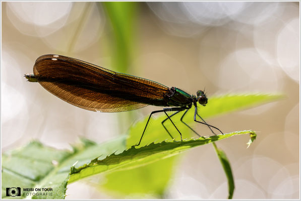 Blauflügel-Prachtlibellen Weibchen  |  Canon EOS R6, Sigma 150 f/2,8 Makro DG OS HSM mit Telekonverter 1,4x III (210 mm), ISO 800, 1/500s, f/9