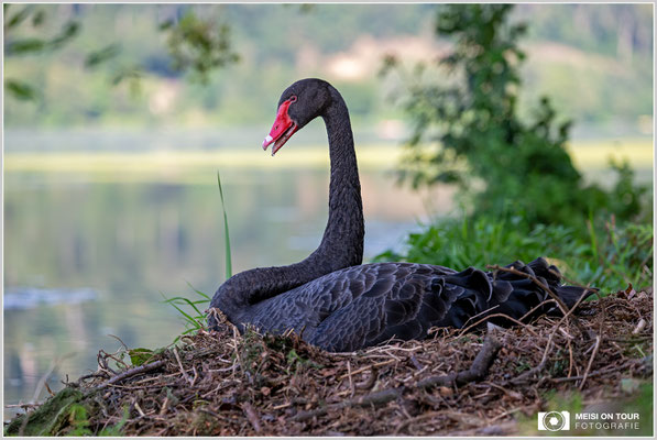 Trauerschwan |  Nikon Z8, NIKKOR Z 100–400 mm 1:4,5–5,6 VR S (175 mm), ISO 560, 1/800s, f/4,8