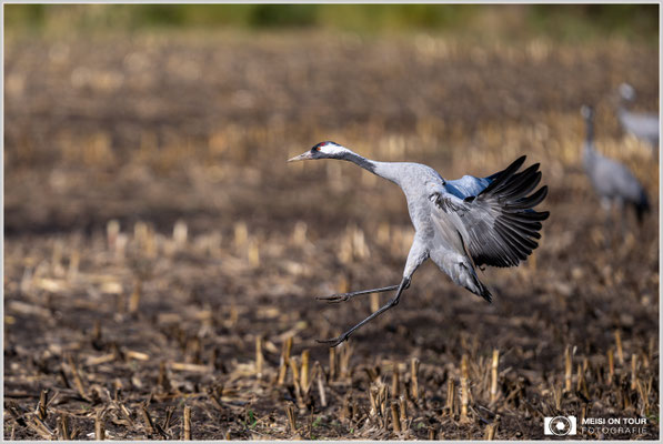 Kranich bei der Landung  |  Nikon Z9, NIKKOR Z 800 mm 1:6,3 VR S, ISO 320, 1/1250s, f/6,3