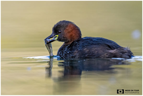 Zwergtaucher  |  Nikon Z9, NIKKOR Z 800 mm 1:6,3 VR S mit TC1,4x (1120 mm), ISO 1400, 1/1250s, f/9