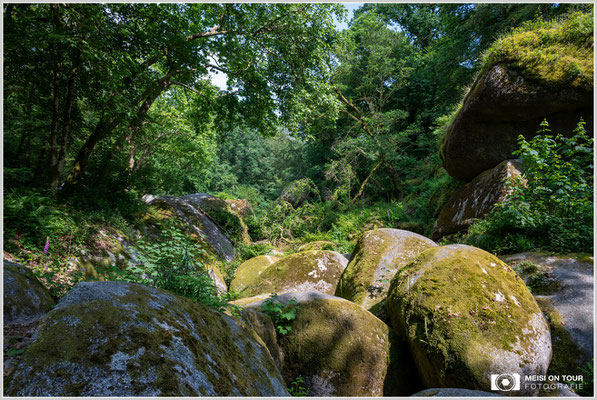 Wald von Huelgoat  |  Nikon Z8, NIKKOR Z 24-120 mm 1:4 S (24mm), ISO 100, 1/50s, f/13
