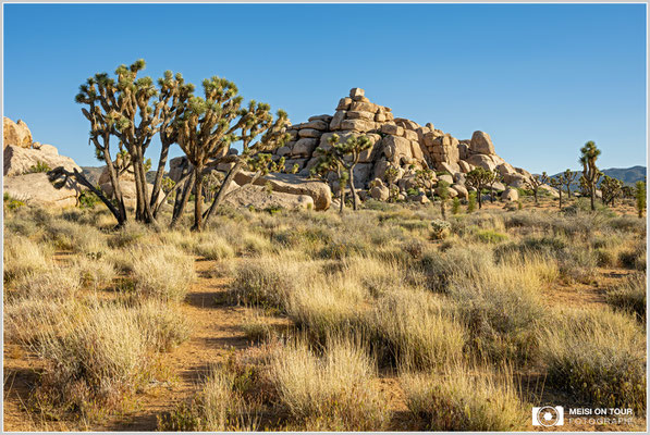 Joshua Tree NP | Nikon Z8, NIKKOR Z 24-120 mm 1:4 S (34 mm), ISO 100, 1/80, f/16