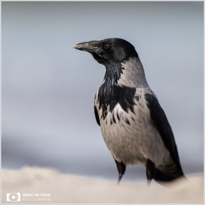 Nebelkrähe  |  Canon EOS-5D Mark IV, EF 300 f/2,8 L IS II USM mit Telekonverter 2x III (600 mm), ISO 500, 1/3200s, f/5,6, Reissack