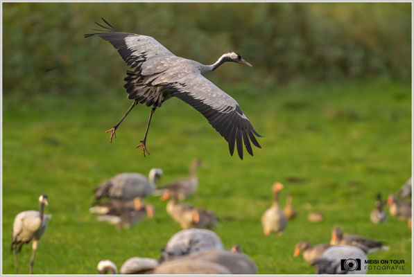 Grauer Kranich  |  Nikon Z9, NIKKOR Z 800 mm 1:6,3 VR S mit TC1,4x (1120 mm), ISO 7200, 1/1600s, f/9