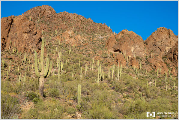 Saguaro NP | Nikon Z8, NIKKOR Z 24-120 mm 1:4 S (63 mm), ISO 140, 1/60, f/16