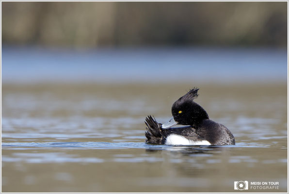 Reiherente  |  Canon EOS-5D Mark IV, EF 300 f/2,8 L IS II USM mit Telekonverter 2x (600 mm), ISO 640, 1/800s, f/8, Reissack, Winkelsucher