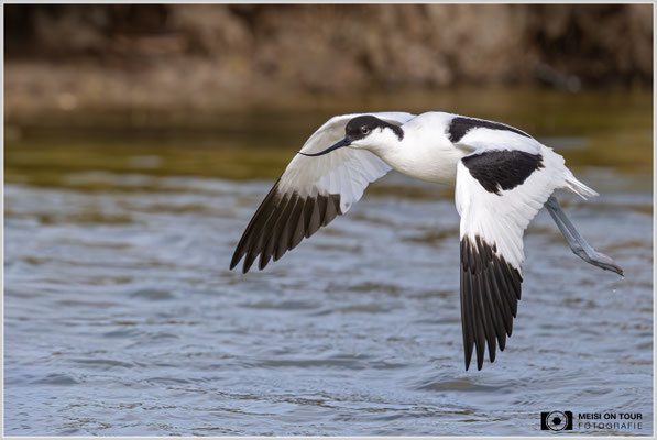 Säbelschnäbler  |  Nikon Z9, NIKKOR Z 800 mm 1:6,3 VR S, ISO 1000, 1/4000s, f/6,3