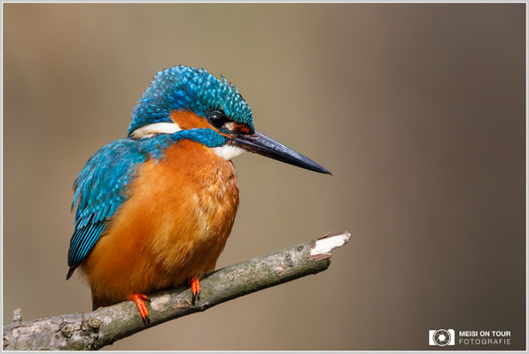 Eisvogel  |  Canon EOS-5D Mark IV, EF 300 f/2,8 L IS II USM mit Telekonverter 2x III (600 mm), ISO 1000, 1/800s, f/9, Einbeinstativ
