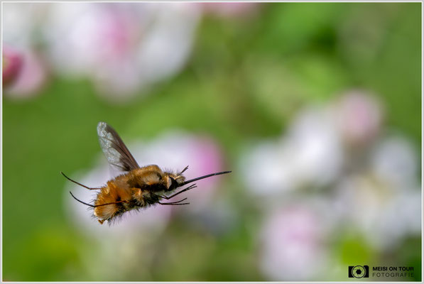 Wollschweber |  Nikon Z8, NIKKOR Z MC 105 1:2,8 VR S, ISO 1600, 1/1600s, f/11