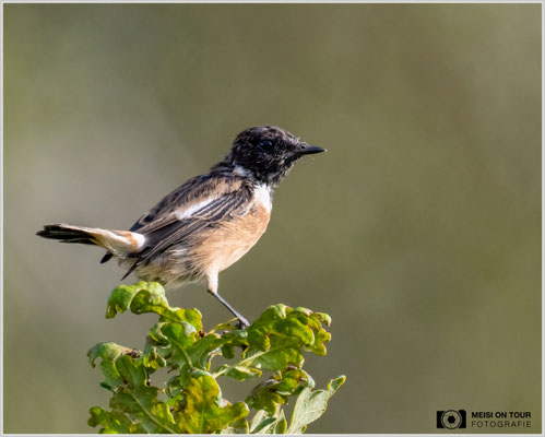 Schwarzkehlchen  |  Nikon Z9, NIKKOR Z 800 mm 1:6,3 VR S mit TC2,0x (1600 mm), ISO 2500, 1/1250s, f/13