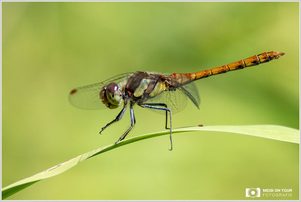 Große Heidelibelle  |  Nikon Z9, NIKKOR Z 100–400 mm 1:4,5–5,6 VR S (400 mm), ISO 800, 1/2000s, f/8