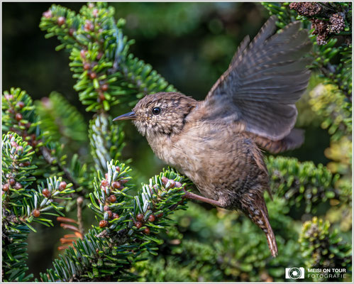 Zaunkönig  |  Nikon Z8, NIKKOR Z 100-400 mm mit TC1,4x 1:5,6 S (560mm), ISO 3600, 1/640s, f/11