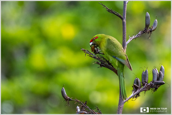 Ziegensittich auf Kapiti Island  |  Nikon Z9, NIKKOR Z 100–400 mm 1:4,5–5,6 VR S mit TC2,0x (800 mm), ISO 5000, 1/1600s, f/11