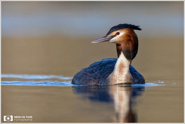 Haubentaucher  |  Canon EOS R6, EF 300 f/2,8 L IS II USM mit Telekonverter 2x (600 mm), ISO 800, 1/2000s, f/7,1