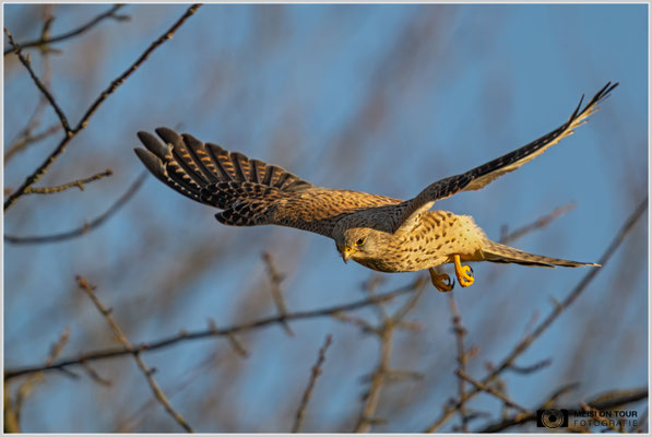 Turmfalke  |  Nikon Z9, NIKKOR Z 800 mm 1:6,3 VR S mit TC1,4x (1120 mm), ISO 1100, 1/2000s, f/9