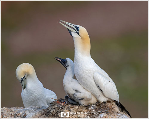 Basstölpelfamilie  |  Nikon Z9, NIKKOR Z 800 mm 1:6,3 VR S mit TC 1,4 (1120 mm), ISO 1400, 1/1600s, f/9