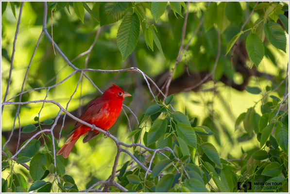 Sommerkardinal | Nikon Z9, NIKKOR Z 800 mm 1:6,3 VR S mit TC1,4x (1120 mm), ISO 5000, 1/2000s, f/9