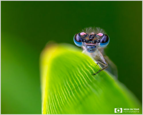 Junges Weibchen einer Großen Pechlibelle |  Nikon Z8, NIKKOR Z MC 105 1:2,8 VR S, ISO 6400, 1/125s, f/20