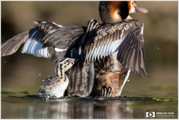 Haubentaucher  |  Canon EOS R6, EF 300 f/2,8 L IS II USM mit Telekonverter 1,4x (420 mm), ISO 800, 1/2500s, f/5,6