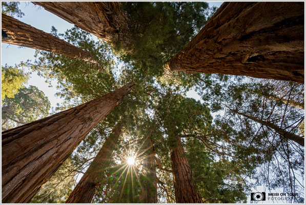 The House im Sequoia NP | Nikon Z8, NIKKOR Z 24-120 mm 1:4 S (27 mm), ISO 400, 1/40, f/16