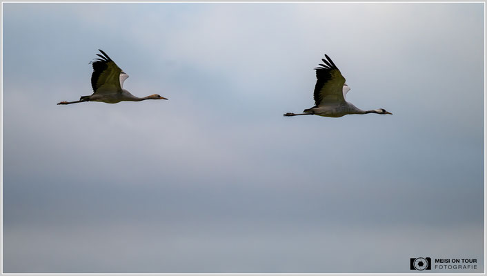 Graue Kraniche  |  Nikon Z8, NIKKOR Z 100-400 mm 1:5,6 S (400mm), ISO 800, 1/1000s, f/5,6