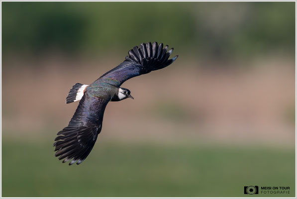 Kiebitz  |  Nikon Z8, NIKKOR Z 800 mm 1:6,3 VR S mit TC1,4x (1120 mm), ISO 2200, 1/4000s, f/9