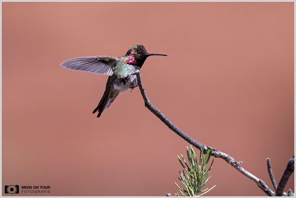 Annakolibri | Nikon Z9, NIKKOR Z 800 mm 1:6,3 VR S mit TC1,4x (1120 mm), ISO 5000, 1/8000s, f/9
