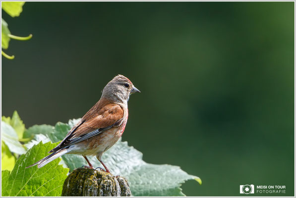 Bluthänfling  |  Canon EOS-7D Mark II, EF 300 f/2,8 L IS II USM mit Telekonverter 2x III (600 mm), ISO 400, 1/640s, f/8, Einbeinstativ