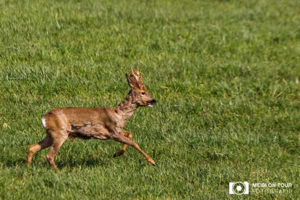 Reh  |  Canon EOS-5D Mark IV, EF 300 f/2,8 L IS II USM mit Telekonverter 2x III (600 mm), ISO 400, 1/2000s, f/7,1, Einbeinstativ