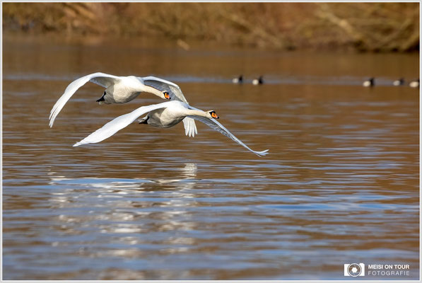 Höckerschwäne  |  Canon EOS R6, EF 300 f/2,8 L IS II USM mit Telekonverter 2x (600 mm), ISO 800, 1/4000s, f/7,1