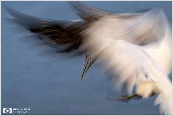 Basstölpel - Helgolandlandreise  |  Nikon Z9, NIKKOR Z 100–400 mm 1:4,5–5,6 VR S (210 mm), ISO 100, 1/40s, f/16