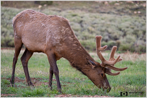 Wapiti in Tusayan | Nikon Z8, NIKKOR Z 100-400 mm 1:5,6 S (185 mm), ISO 1250, 1/500, f/5