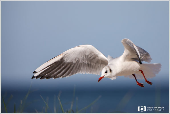 Lachmöwe  |  Canon EOS-5D Mark IV, EF 300 f/2,8 L IS II USM mit Telekonverter 2x III (600 mm), ISO 250, 1/3200s, f/5,6, Reissack