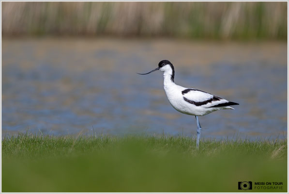Säbelschnäbler  |  Nikon Z9, NIKKOR Z 800 mm 1:6,3 VR S mit TC1,4x (1120 mm), ISO 1000, 1/4000s, f/9