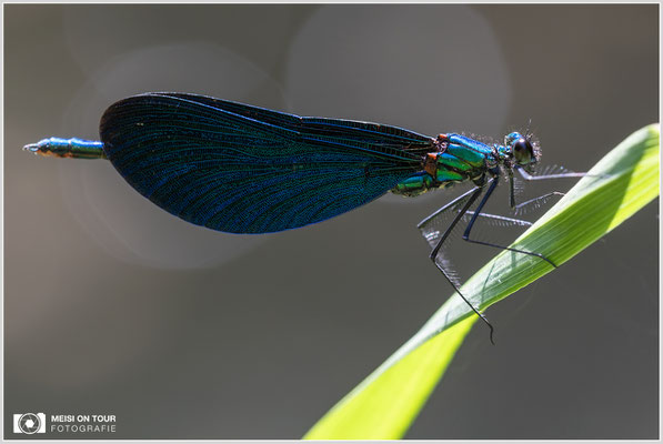 Blauflügel-Prachtlibelle  |  Canon EOS R6, Sigma 150 f/2,8 Makro DG OS HSM mit Telekonverter 1,4x III (210 mm), ISO 800, 1/100s, f/8