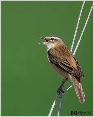 Schilfrohrsänger  |  Nikon Z8, NIKKOR Z 800 mm 1:6,3 VR S mit TC1,4x (1120 mm), ISO 1250, 1/3200s, f/9