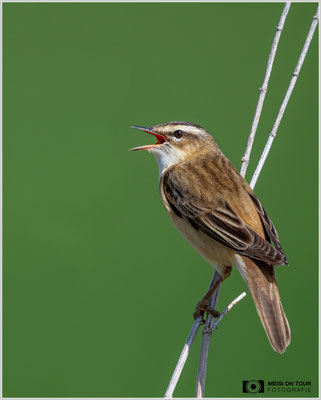 Schilfrohrsänger  |  Nikon Z8, NIKKOR Z 800 mm 1:6,3 VR S mit TC1,4x (1120 mm), ISO 1250, 1/3200s, f/9