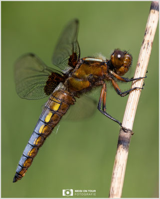 Plattbauch Männchen  |  Canon EOS R6, Sigma 150 f/2,8 Makro DG OS HSM mit Telekonverter 2x III (300 mm), ISO 800, 1/640s, f/10