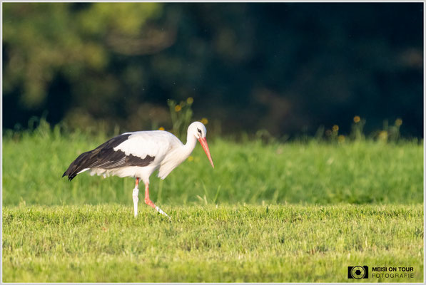 Weißstorch  |  Nikon Z9, NIKKOR Z 800 mm 1:6,3 VR S mit TC2,0x (1600 mm), ISO 2200, 1/800s, f/13